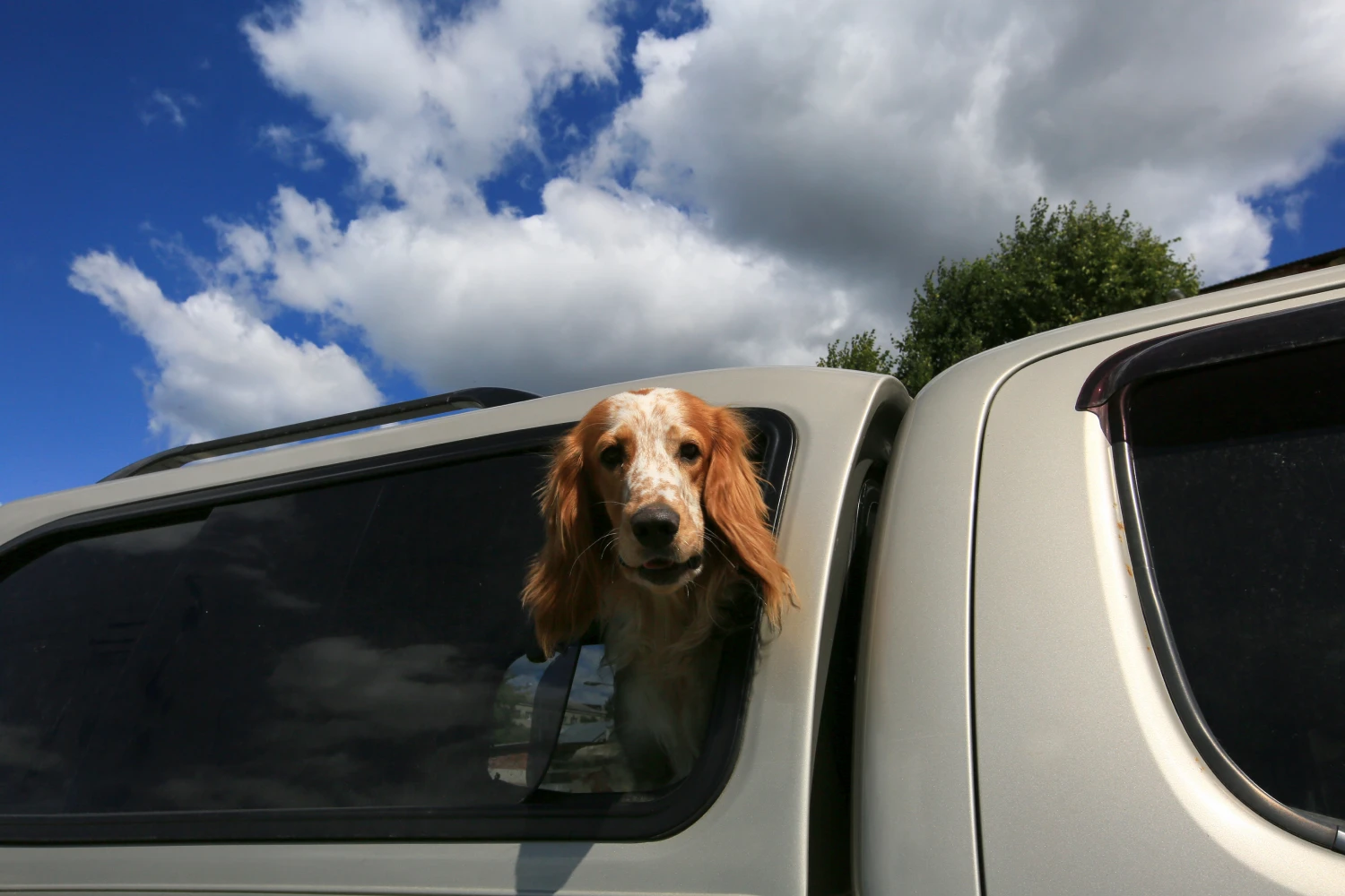 Kia Soul Dog Safety Belt for English Cocker Spaniels