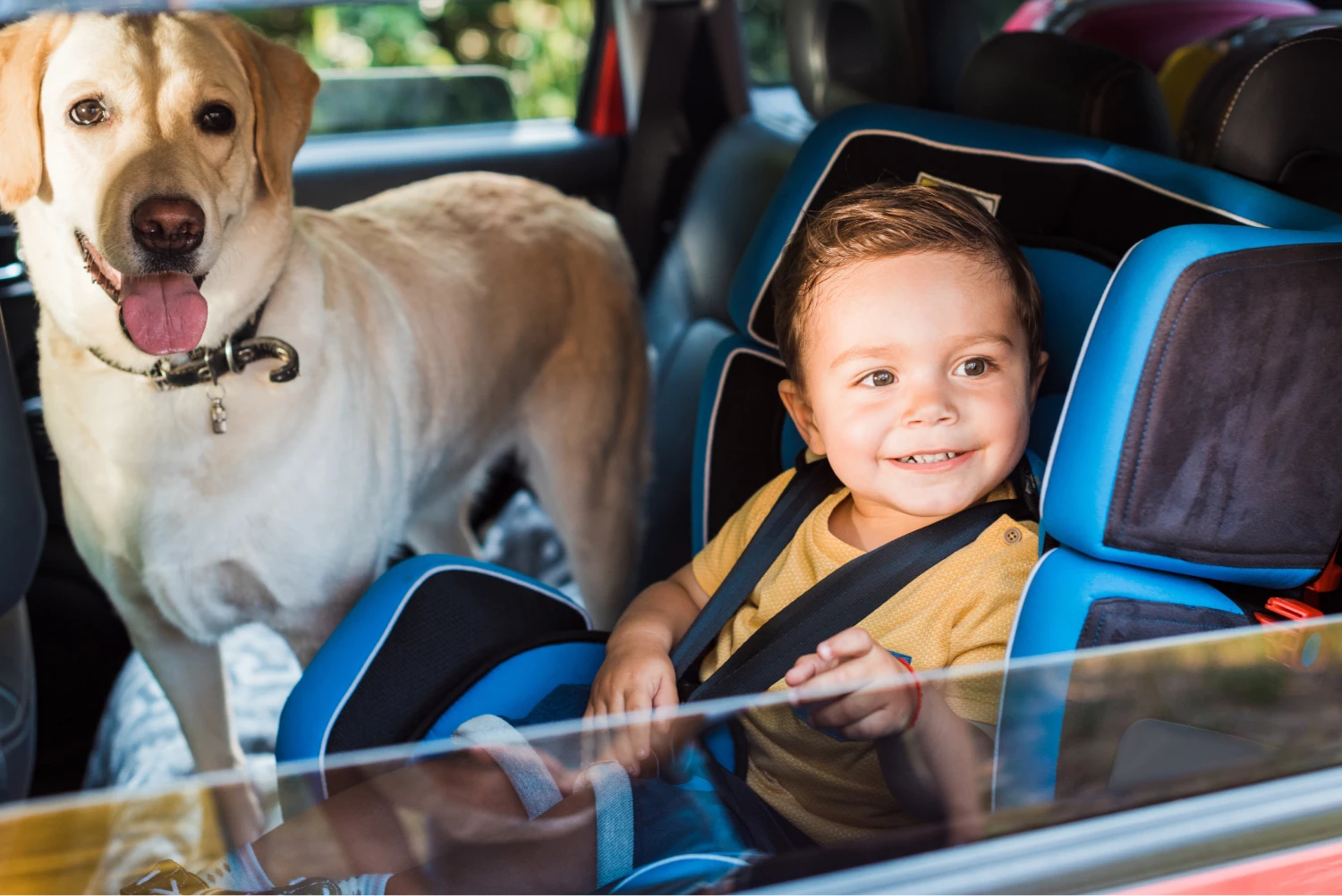 Dodge Grand Caravan Dog Safety Belt for Labrador Retrievers