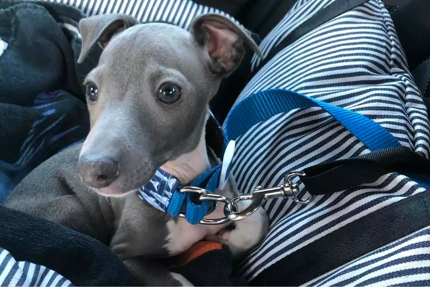 Mercedes-Benz GLC Dog Safety Belt for Italian Greyhounds